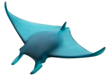 manta ray